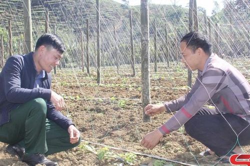 Nông dân Tô Múa thi đua phát triển kinh tế