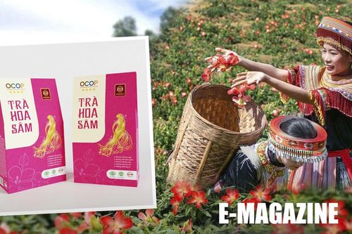 Ươm mầm sâm Bố Chính trên đất chè Thái Nguyên