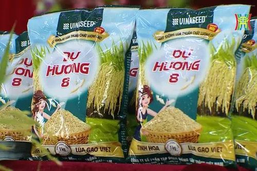 Lúa Dự Hương 8: Vụ mùa vàng trên đồng đất Hà Nội