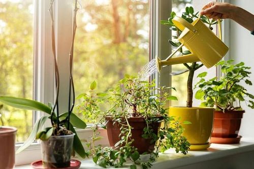 Lợi ích bất ngờ từ việc trồng cây xanh trong nhà cải thiện sức khỏe