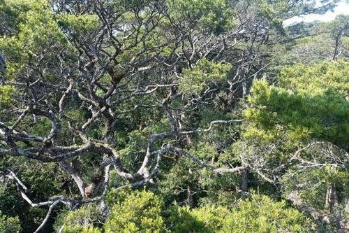 108 cây thông lá dẹt cực kỳ quý hiếm được công nhận cây di sản