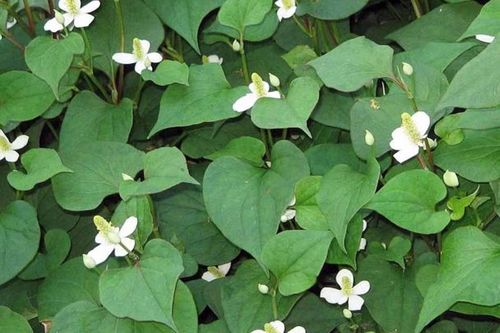 5 thảo dược phổ biến giúp thanh nhiệt, giảm mụn nhọt