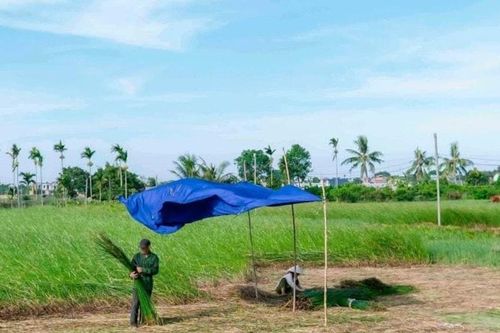 Khi hồn cói dệt ước mơ ra biển lớn