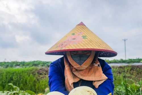 Ninh Bình: Người dân ven biển vào vụ thu hoạch dưa lê