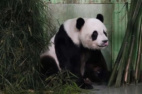 Khoản tiền nuôi 'gấu trúc ngoại giao' gây tranh cãi tại Malaysia