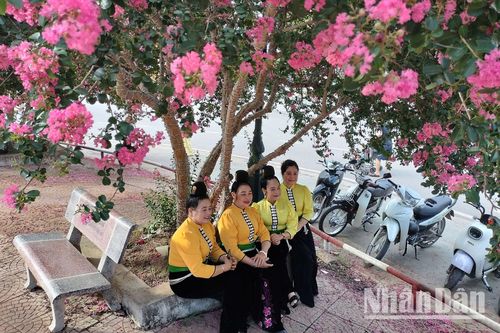 Về Sơn La, cùng 'khoe sắc' với hoa Tường Vi