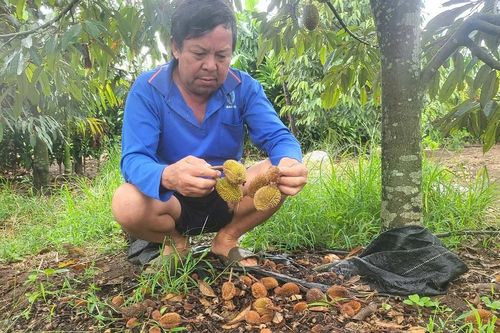 Gia Lai: Nông dân lo lắng vì sầu riêng rụng quả, điều mất mùa