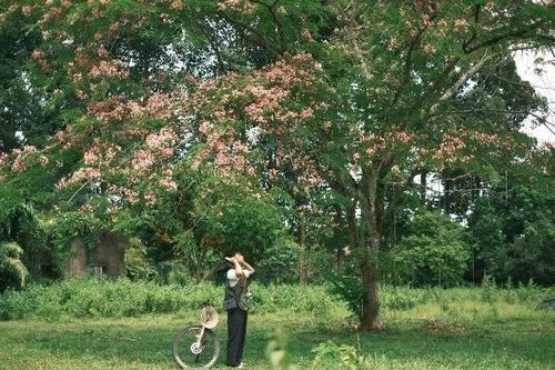 Hoa muồng đào tại Cát Tiên nở rộ hút khách về 'săn' ảnh
