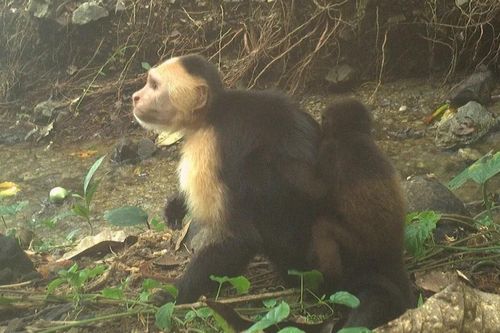 Trào lưu gây sốc đang lan rộng: Khỉ Panama bắt cóc con loài khác