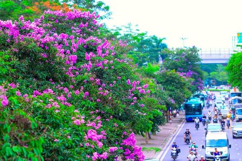 Hoa bằng lăng bung nở, khoe sắc tím khắp phố phường Thủ đô Hà Nội