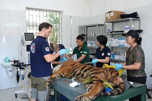 Chuyên gia nước ngoài kiểm tra sức khỏe 7 cá thể hổ đang nuôi cứu hộ tại Phong Nha-Kẻ Bàng
