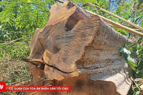Thành lập tổ công tác điều tra vụ phá rừng quy mô lớn ở Kon Tum