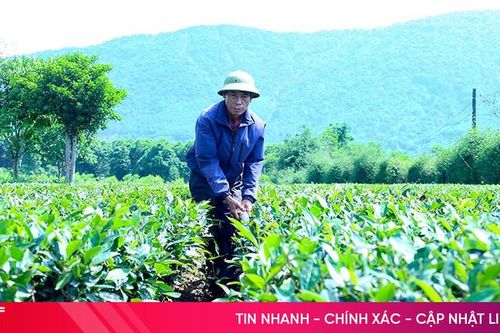 Chống hạn sớm cho cây chè