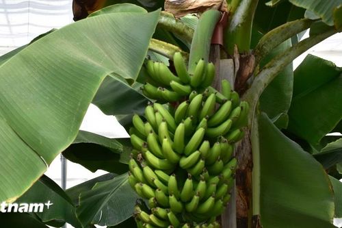 Hirono xây dựng ước mơ từ đống tro tàn của thảm họa hạt nhân
