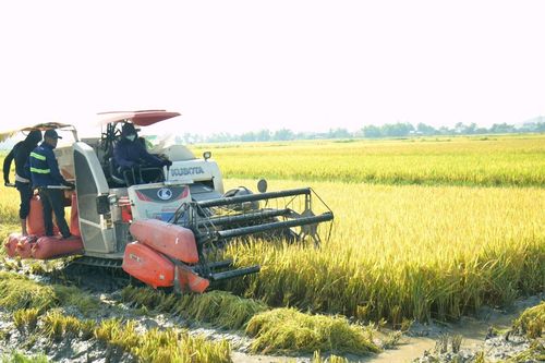 Gần 1.900 ha lúa không kết hạt, người dân Nghệ An đứng ngồi không yên