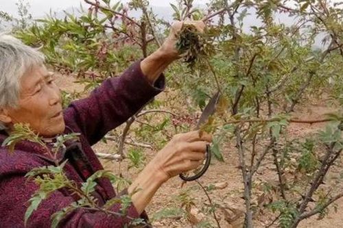 Cây xưa chỉ lấy quả, nay hái lá non đem bán cũng ra tiền