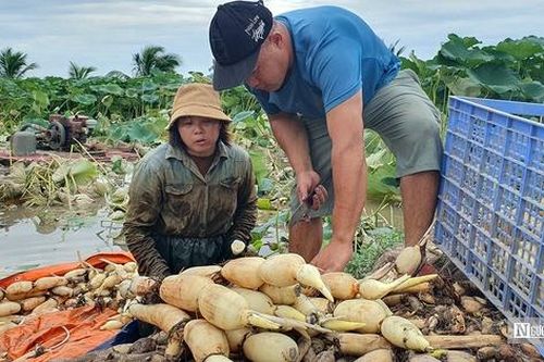 Thu tiền triệu mỗi ngày nhờ loài cây có lợi từ củ đến hoa