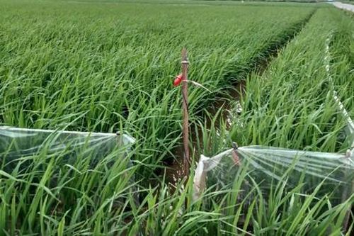 Dùng điện bẫy chuột khiến 1 người tử vong, chủ ruộng bị tạm giữ