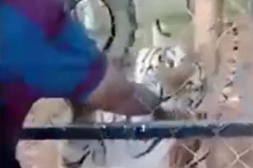 CLIP: Liều lĩnh vuốt ve hổ khi cho ăn, người đàn ông phải trả giá bằng cả tính mạng