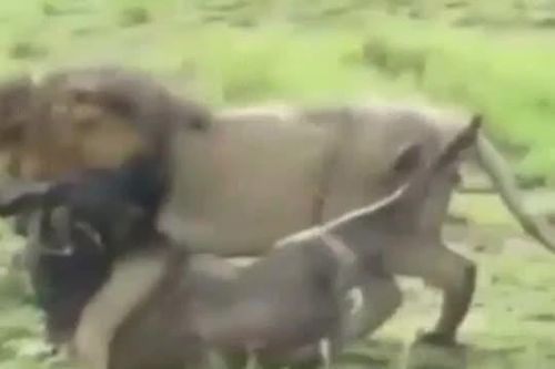 CLIP: Sư tử né đòn tử, tung cú cắn chí mạng hạ gục linh dương đầu bò