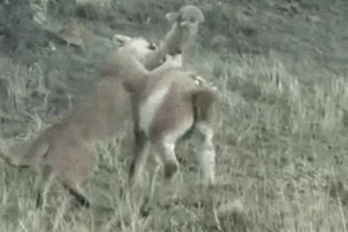 CLIP: Lạc đà Guanaco trúng đòn hiểm vẫn bật dậy chạy trốn báo sư tử