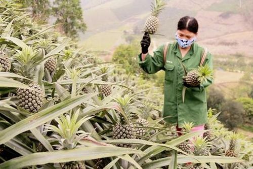 Lào Cai: Giá dứa tăng, người dân vừa mừng vừa lo