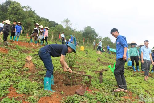 Ngày hội trồng mắc ca tại Tuần Giáo