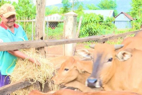 Những cựu chiến binh làm kinh tế giỏi từ mô hình tổng hợp