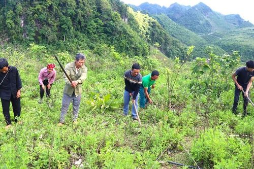 Sìn Hồ tăng diện tích rừng
