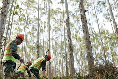 Cần dứt điểm tranh chấp đất lâm nghiệp