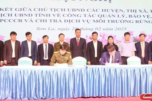 Phát huy vai trò nòng cốt, chuyên trách trong quản lý, bảo vệ, phát triển rừng
