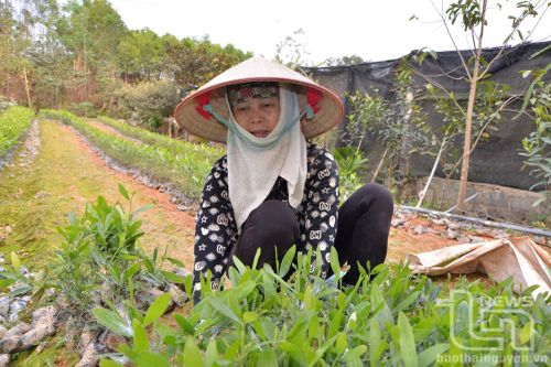 Phú Lương: Tích cực hỗ trợ các hợp tác xã, tổ hợp tác phát triển