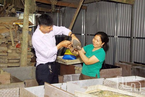 Nuôi dúi - Hướng sinh kế hiệu quả ở Sảng Mộc