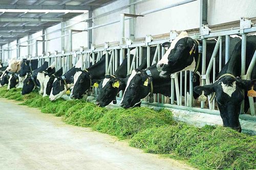 Sữa Quốc tế LOF (IDP) chi hơn trăm tỷ đồng 'thâu tóm' doanh nghiệp chăn nuôi bò sữa