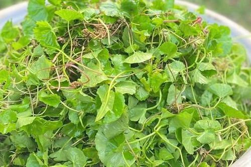 Loại rau được ví như 'nhân sâm' trước mọc dại nay thành đặc sản không đủ bán