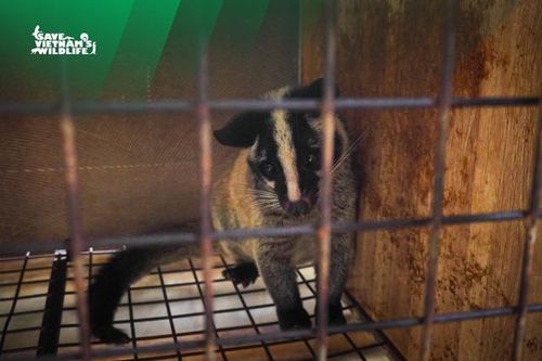 Cứu hộ 230 cá thể cầy vòi mốc quý hiếm