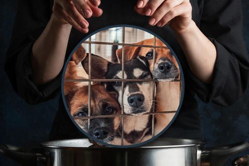 Nhận nuôi chó hoang rồi giết thịt ở Trung Quốc