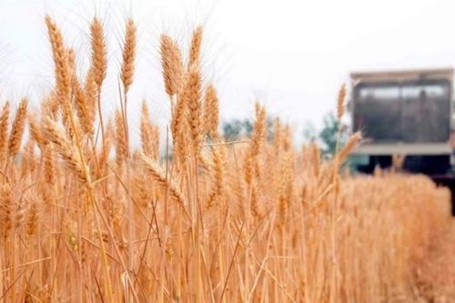 Nền kinh tế Argentina tăng trưởng 6,1% trong quý I/2025