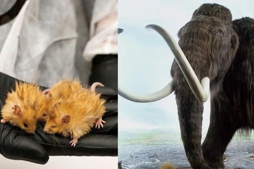 Xôn xao chuột len biến đổi gen có điểm hệt voi ma mút