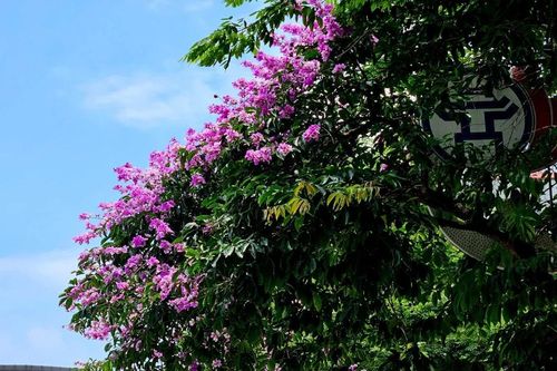 Hà Nội ngập tràn sắc tím của hoa bằng lăng