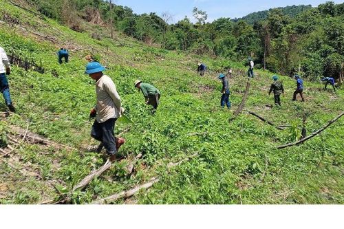 Nhiều diện tích trồng keo trái phép trên đất lâm nghiệp bị cưỡng chế sau phản ánh của Báo Pháp luật Việt Nam