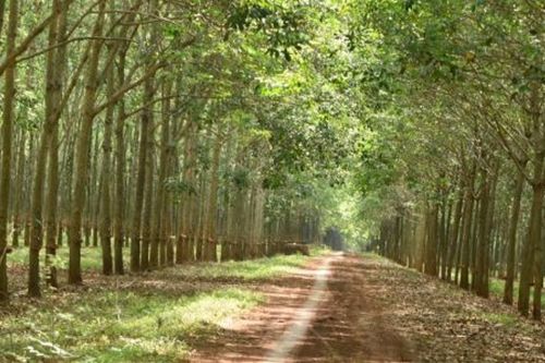 Đồng Nai thu hồi thêm đất của Công ty Cao su Đồng Nai