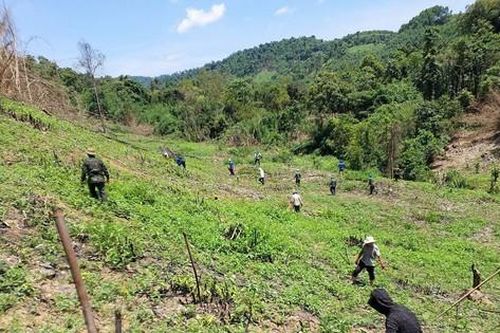 Quảng Bình: Cưỡng chế nhiều diện tích keo trồng trên đất rừng tự nhiên sau khi báo chí phản ánh