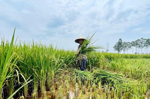 Hơn 2.700 ha lúa tại Nghệ An có tỷ lệ lép xanh, không kết hạt cao