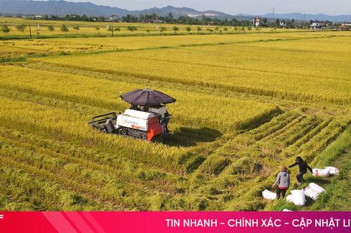 Nông dân Hà Tĩnh cấp tập thu hoạch lúa xuân trước dự báo thời tiết bất lợi