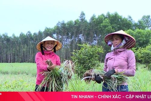Nông dân Cẩm Xuyên trồng sả tía cho thu nhập cao
