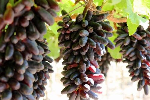 Trải nghiệm du lịch tại vùng trồng nho Ninh Thuận