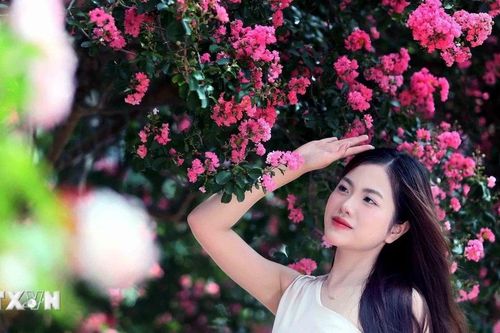 Sơn La: Hoa tường vi khoe sắc hồng rực rỡ thu hút các bạn trẻ check-in
