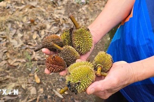Gia Lai: Nắng nóng xen kẽ mưa trái mùa khiến sầu riêng non rụng hàng loạt