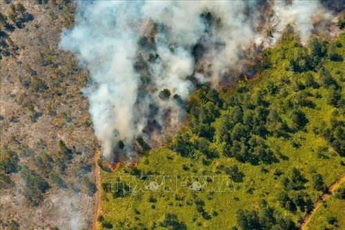 Cuba: Báo động tình trạng cháy rừng gia tăng đột biến trong năm 2025
